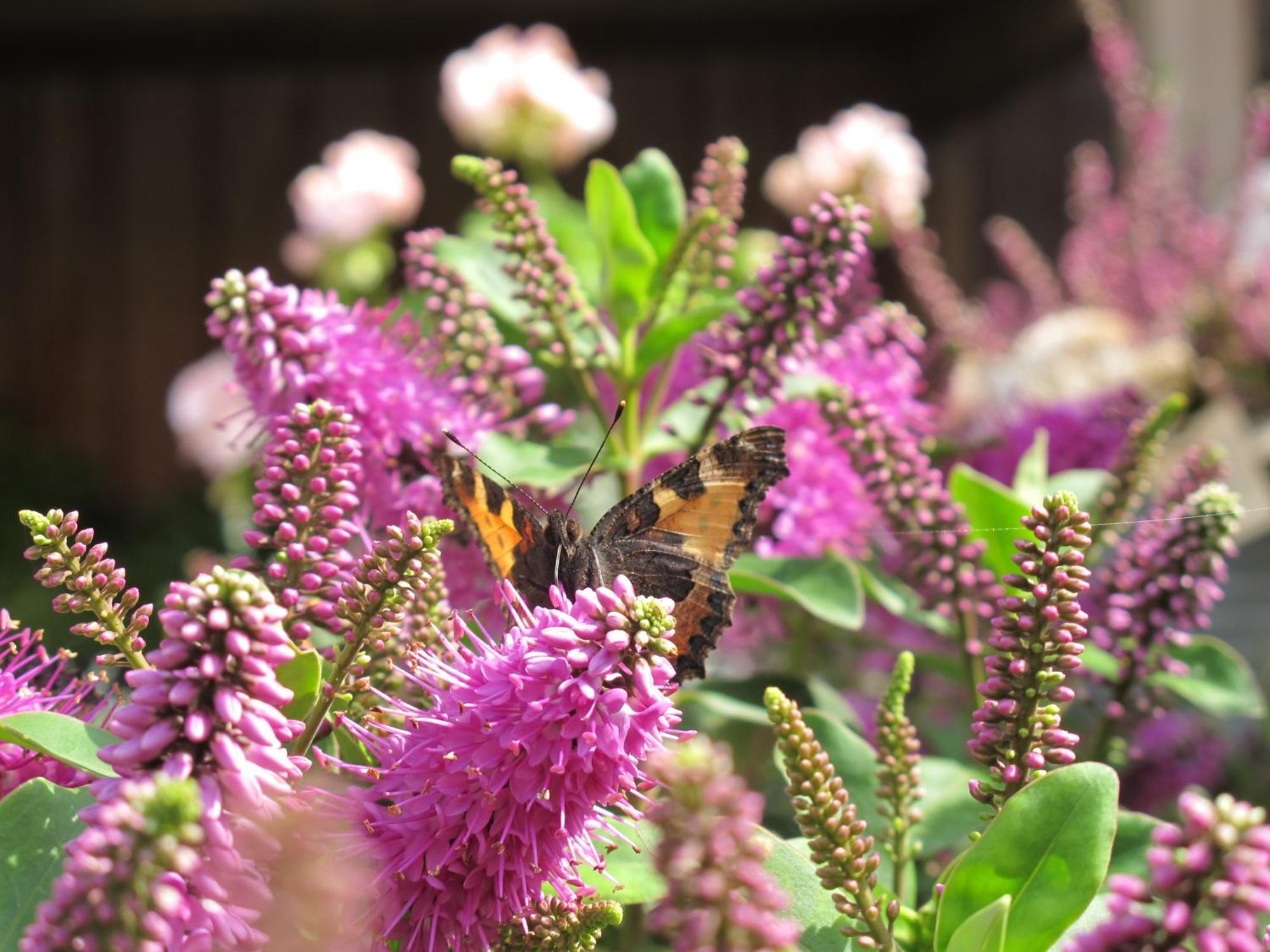Birkende Bed And Breakfast Langeskov Bagian luar foto